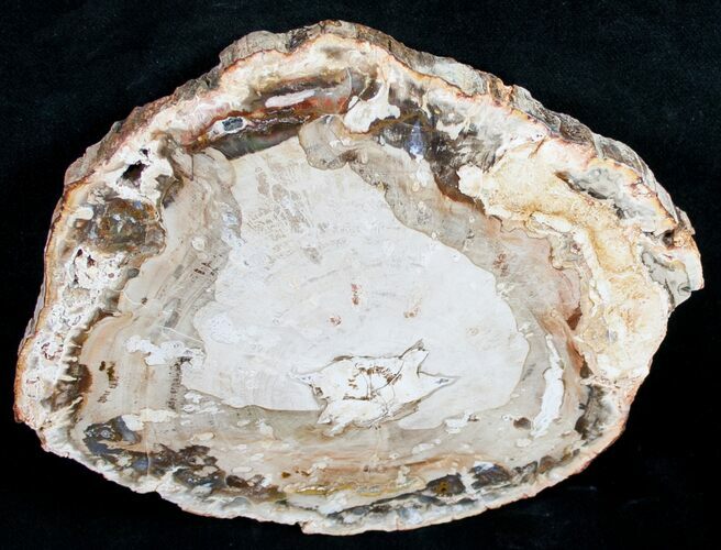 Beautiful Araucaria Petrified Wood Slice - #9592